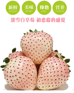 【奶油大草苺】淡雪白草莓奶油大草苺应季新鲜白雪公主大果草莓
