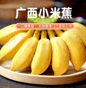 【小米蕉】青绿色或成熟黄-广西新鲜小米蕉香蕉水果整箱批发小香蕉